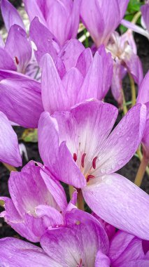 Close-up of a vibrant purple Colchicum (Autumn Crocus) flower showing inner detail