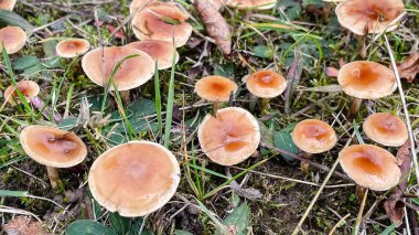 Çim ve yosun içinde büyüyen küçük, ıslak kahverengi mantar kümesi. Orman zemin ayrıntıları