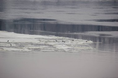 Kışın geniş bir nehir manzarası. Buz kütleleri, karla kaplı kıyılar ve gri bir günde çıplak ağaçlar.