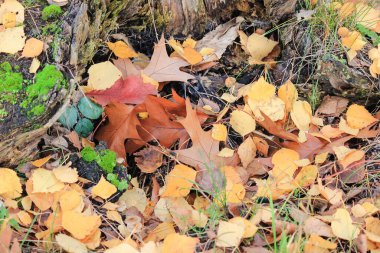 Canlı kırmızı yaprakları olan küçük bir meşe fidanına yakın plan düşmüş kahverengi yapraklar ve çimenler.