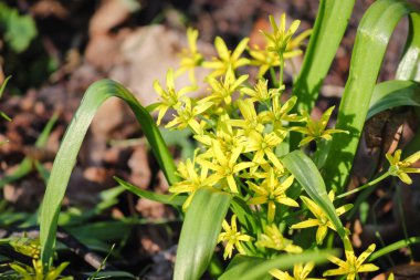 Beytüllahim 'in parlak sarı yıldızı (Gagea) kır çiçekleri ve bahar güneşinde açan yeşil yaprakların yakın çekimi