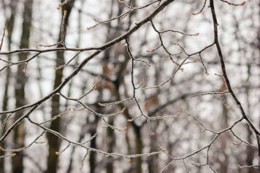 Şiddetli bir kış soğuğu fırtınasından sonra kalın buza bulanmış ince ağaç dallarının kapatılması