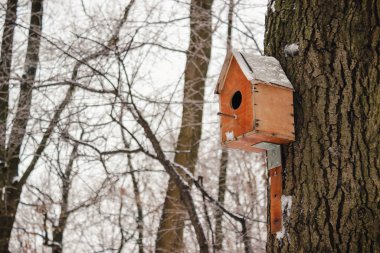 Karlı bir kış ormanı sahnesinde bir ağaç gövdesine bağlı ahşap kuş evi barınak ve beslenme sağlar.