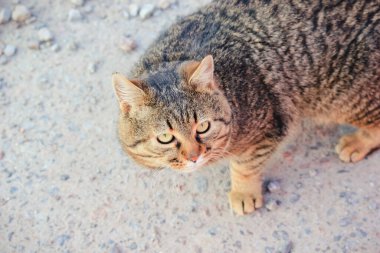 Kırmızı yakalı güzel bir tekir kedinin yakın plan portresi kameraya bakıyor.