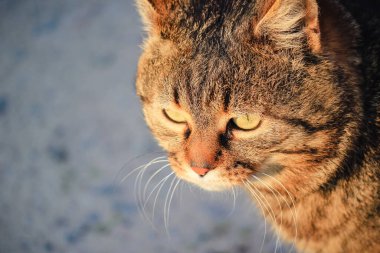 Kırmızı yakalı güzel bir tekir kedinin yakın plan portresi kameraya bakıyor.