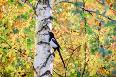Avrasya saksağanı arka planda renkli sonbahar yapraklarıyla beyaz bir huş ağacının gövdesine tünemişti.