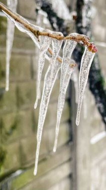 Soğuk bir kış gününde ince bir ağaç dalından sarkan uzun şeffaf buz saçakları.