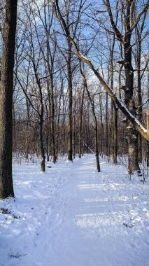 Karlı bir orman yolu, güneşli bir kış gününde, uzun mavi gölgelerle çıplak yaprak döken ağaçların arasından geçer..
