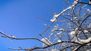 Donmuş ağaç dalları beyaz kar ve buzla kaplı kışın açık mavi gökyüzüne karşı.