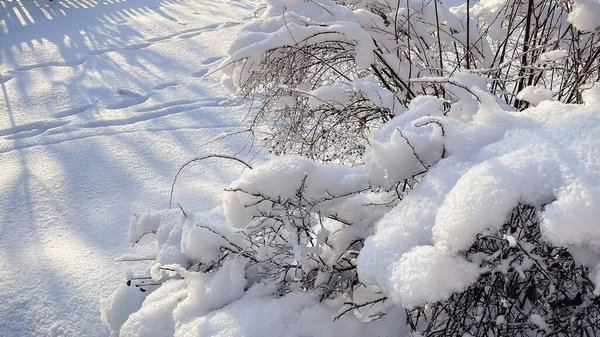 Çalı dalları, güneşli bir kış sabahı yumuşak mavi gölgelerle kaplı derin beyaz karla kaplıdır..