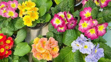 Rengarenk çiçek açan çiçeklerin üst görüntüsü çeşitli renklerde ve bahçede yeşil yapraklar var..