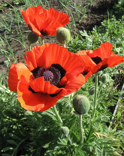 Sommige papavers op groene veld in zonnige dag — Stockfoto