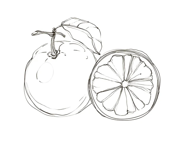 Vektor frische reife Grapefruit mit Blättern. — Stockvektor