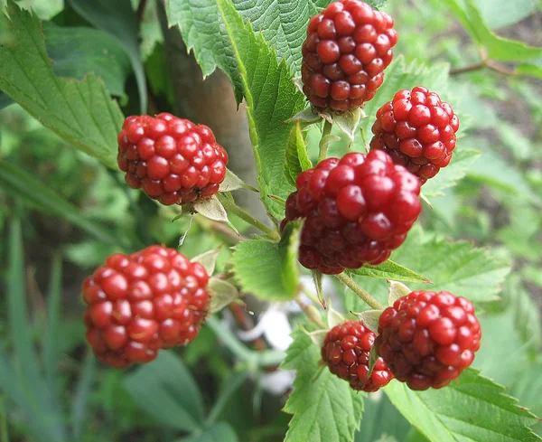 BlackBerry roślin z jagodami i zielonych liści w ogrodzie. — Zdjęcie stockowe