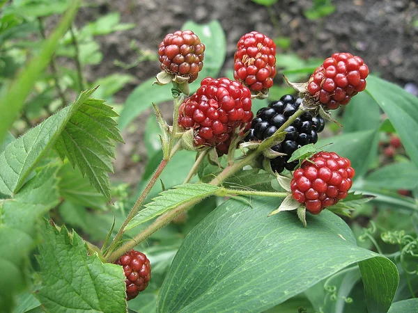 ブラックベリー果実と庭の緑の葉の植物. — ストック写真