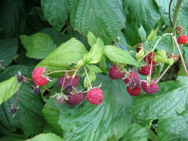 Sulu ahududu görüntüsünü yakın çekim bahçede.
