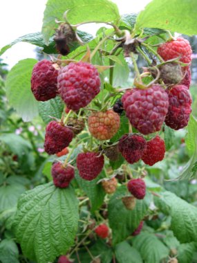 Sulu ahududu görüntüsünü yakın çekim bahçede.