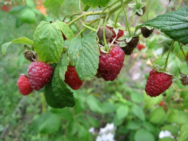 Sulu ahududu görüntüsünü yakın çekim bahçede.
