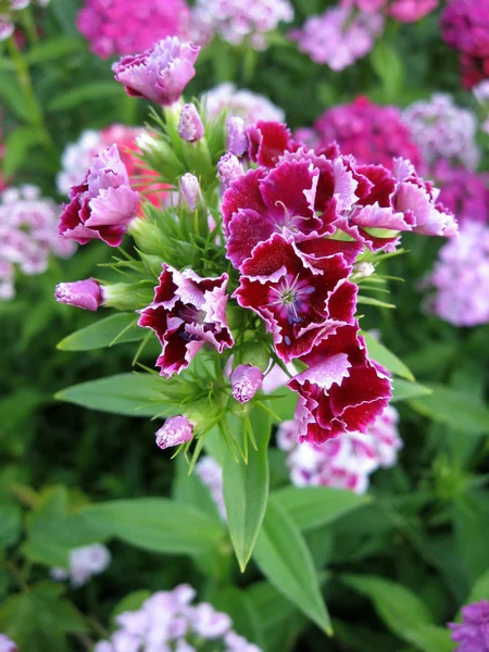 Blumenbeet von Dianthus barbatus. — Stockfoto