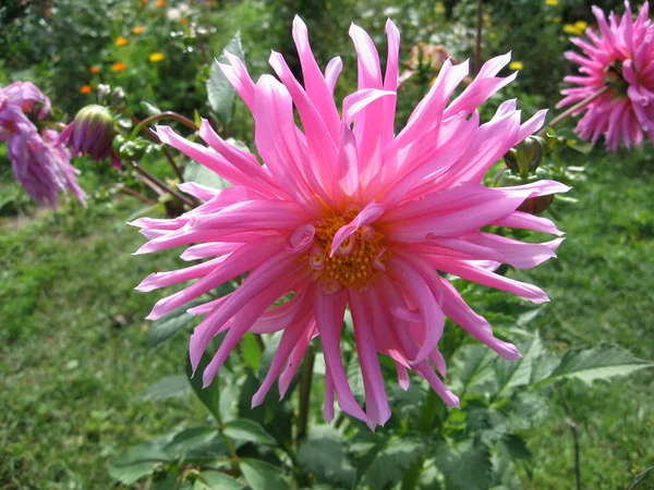 Vue rapprochée d'une fleur blanche rose dahlia — Photo