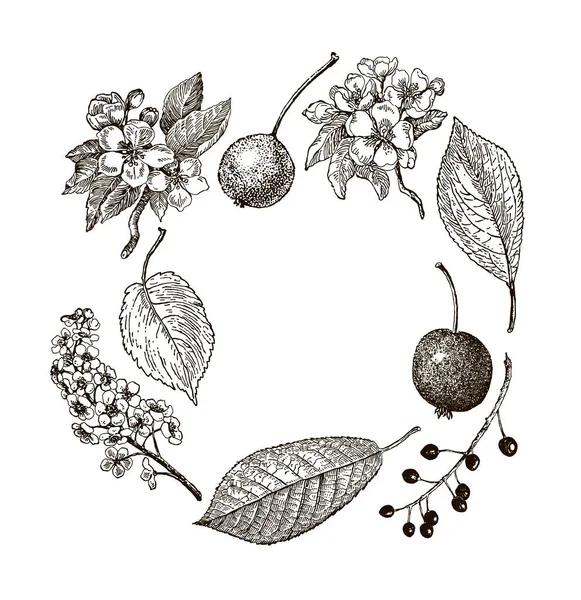 Staré grafické vektorové listy, květy a plody divoké hrušky, třešně a kraba. Pozdrav. — Stockový vektor