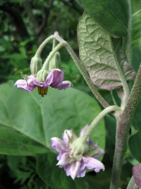 Bahçede mor patlıcan çiçek açıyor. Ukrayna
