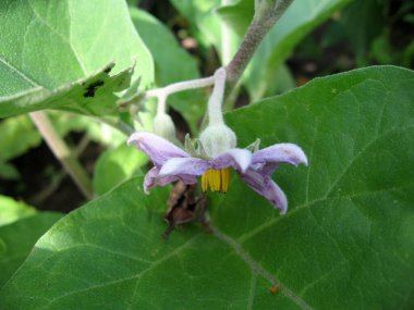 Bahçede mor patlıcan çiçek açıyor. Ukrayna