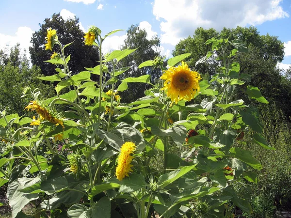 Group of blossoming decorative sunflowers illuminated by the sun in the garden. Gardening of Ukraine