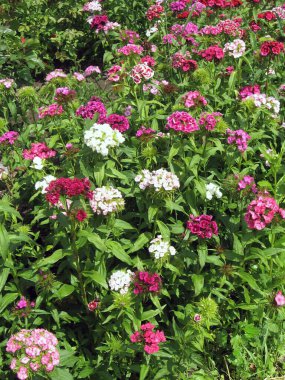 Çiçek karanfili Türk, yeşil yaprakların bulanık arka planında çiçek açan bazı Türk karanfilleri bahçede büyüyen küçük karanfillerin enfeksiyonu. Ukrayna Bahçe İşleri