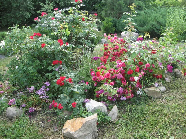 Red rose flowers on the rose bush in the garden in summer. Gardening of Ukraine