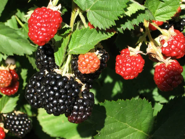 Blackberry grows in the garden. Ripe and unripe blackberry on a background of berry bush. Natural pharmacy. Organic food. Pantry vitamins