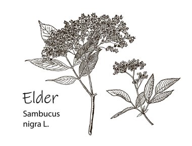 Yaşlı çiçek dalı beyaz arkaplanda izole edilmiş. Elle çizilmiş yaşlı ya da yapraklı sambucus. Oymalı vektör illüstrasyonu.