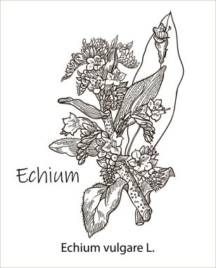 Marsh Cudweed Gnaphalium Uliginosum, tıbbi bitki. El çizimi botanik vektör çizimi