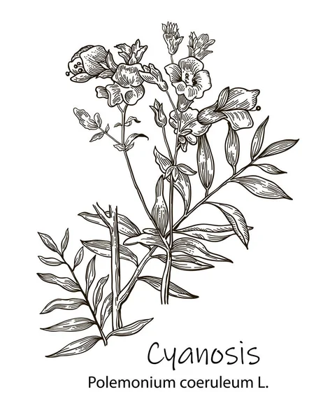 Cyanose Vecteur Main Dessinée Herbe Illustration Végétale Botanique Croquis Herbe — Image vectorielle