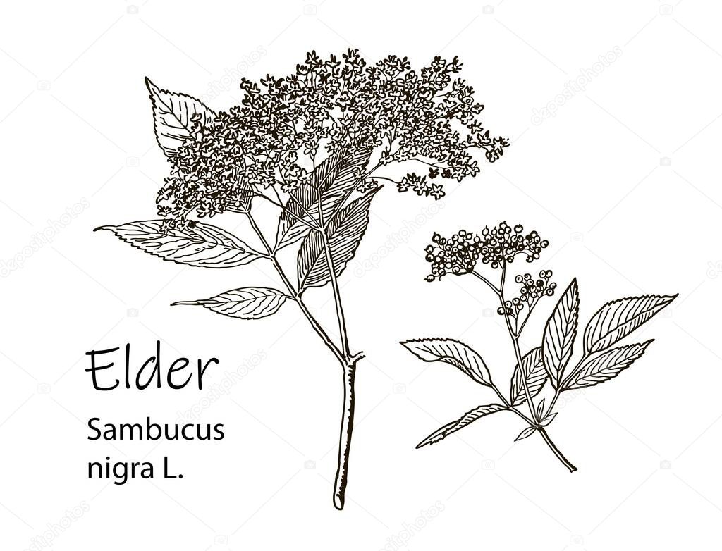 Elderflower branch isolated on white background. Hand drawn elder or sambucus with flowers and leaves. Vector illustration engraved.