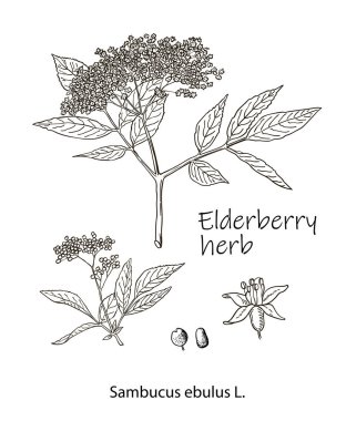 Mürekkep elderberry bitkisel illüstrasyon. El çizimi botanik taslak tarzı. Kesinlikle vektör. Paketleme için iyi - çay, kondom, yağ vs. ve diğer uygulamalar