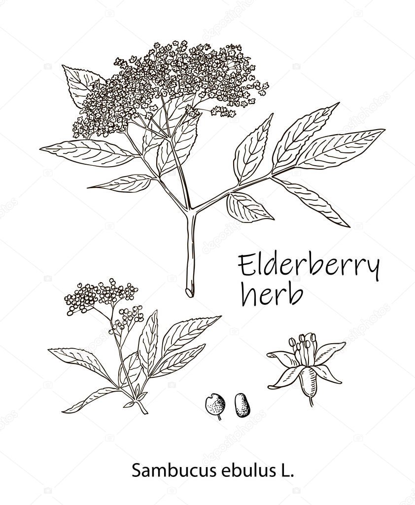 Ink elderberry herbal illustration. Hand drawn botanical sketch style. Absolutely vector. Good for using in packaging - tea, condinent, oil etc - and other applications