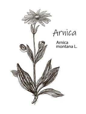 Arnica. Vektör elle çizilmiş bitki. Botanik bitki çizimi. Klasik şifalı bitki taslağı..