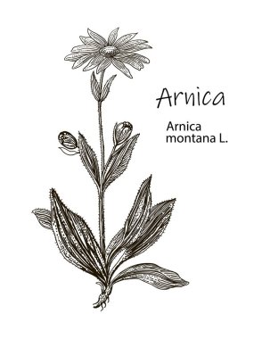 Arnica. Vector hand drawn herb. Botanical plant illustration. Vintage medicinal herb sketch. clipart