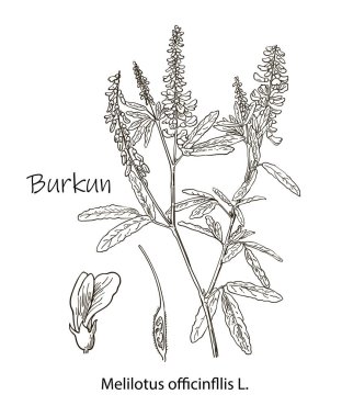 Melilotus 'un çiçek ve yapraklarla yapılmış modern botanik illüstrasyonunu göster. Tıbbi doğal bitki takviyesi. Otlak, çayır ve otlak bitkisi. Sarı tatlı yonca, sıradan melilot..