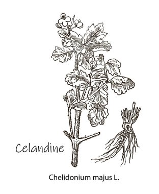 Daha iyi bir celandin el çizimi botanik çizimi. Vektör illüstrasyonu. Tıbbi bitkiler..