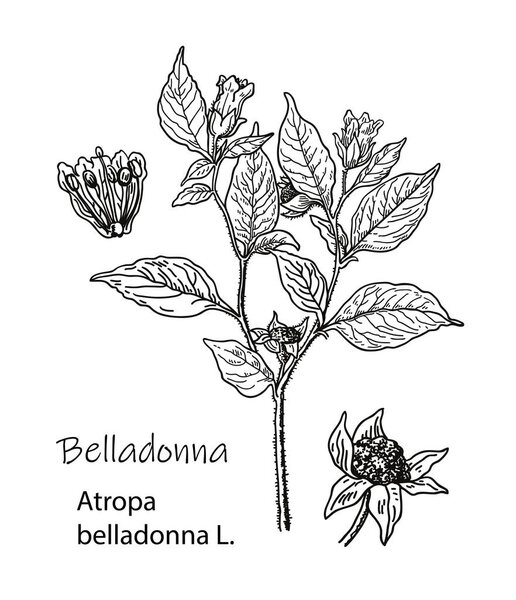 Botanical vector illustration of Belladonna. Hand drawn sketch of poisonous plant - Atropa belladonna. Dangerous beautiful flowers
