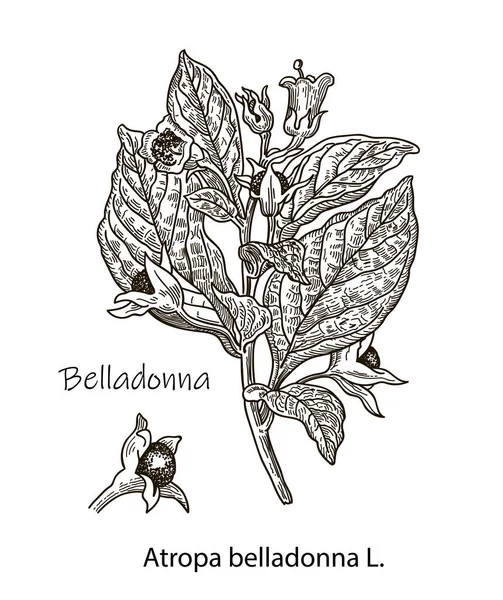 Ilustración Vectorial Botánica Belladonna Dibujo Dibujado Mano Planta Venenosa Atropa — Archivo Imágenes Vectoriales