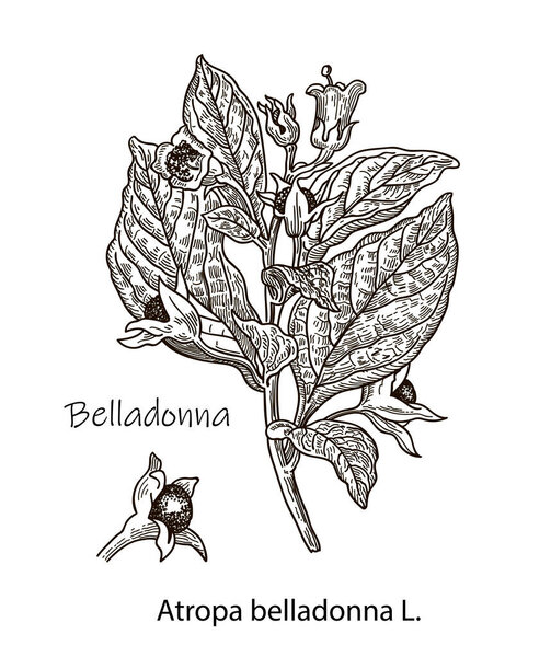 Botanical vector illustration of Belladonna. Hand drawn sketch of poisonous plant - Atropa belladonna. Dangerous beautiful flowers