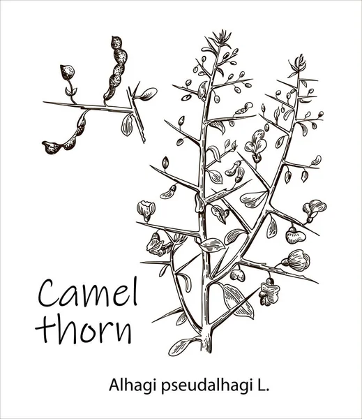 Camelthorn Alhagi Maurorum Camelthorn Bush Manna Del Caspio Mannaplant Persiano — Vettoriale Stock