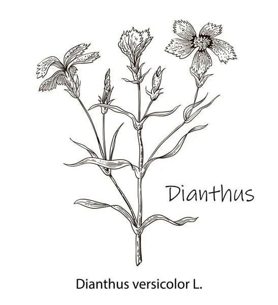 Dianthus Vagyok Vektor Kézzel Húzott Gyógynövény Botanikai Növény Illusztráció Vintage — Stock Vector