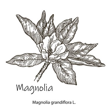 beyaz arkaplanda manolya çiçeğinin siyah beyaz çizgisi çizimi