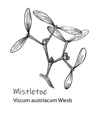 Ökse otu çizilmiş mürekkep botanik detaylı illüstrasyon. Ökseotu dalının yapraklı ve meyveli siyah beyaz vektör çizimi