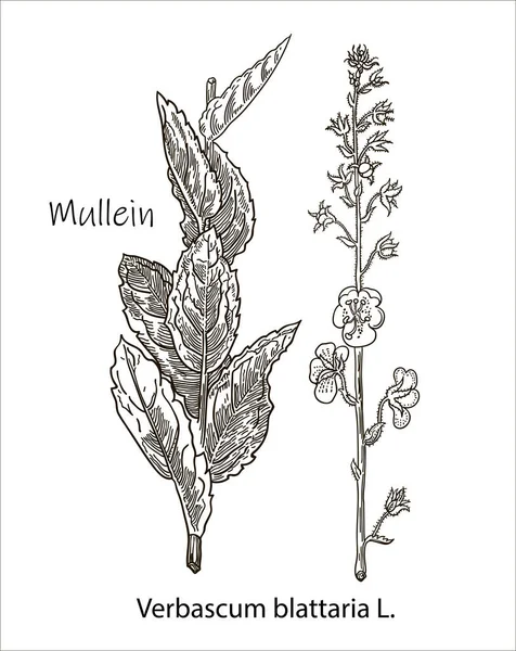 Маллейн Вінтажний Гравірований Малюнок Більш Реалістична Ботанічна Векторна Ілюстрація Зображення — стоковий вектор
