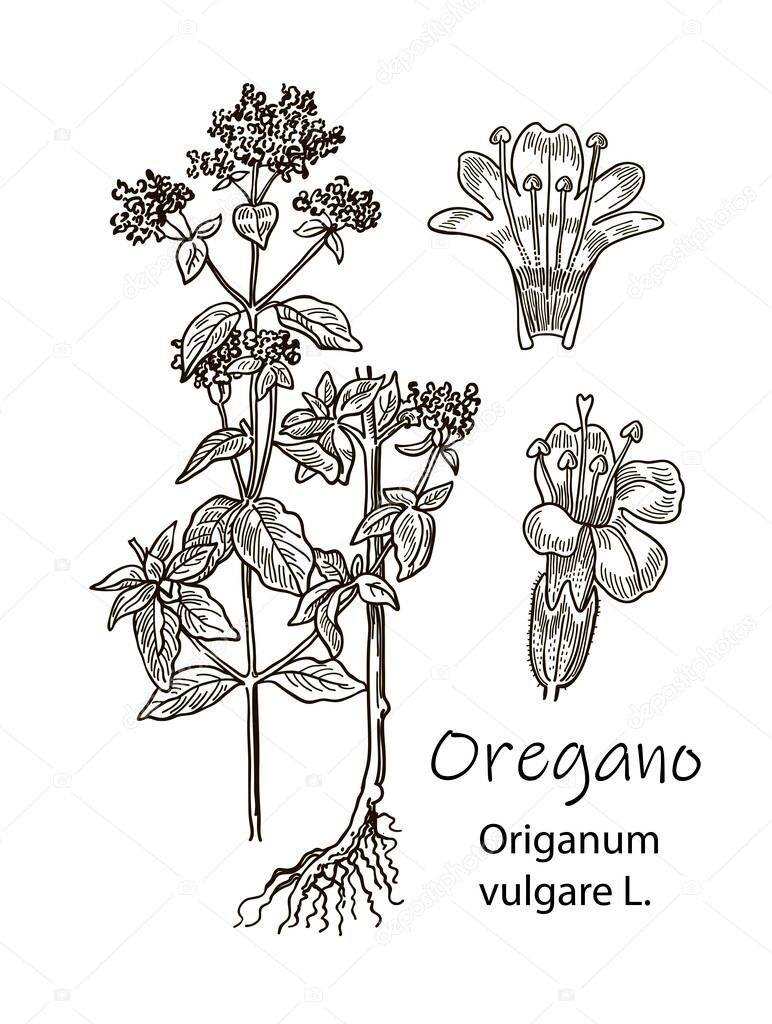 Ink oregano herbal illustration. Hand drawn botanical sketch style. Absolutely vector. Good for using in packaging - tea, condinent, oil etc - and other applications